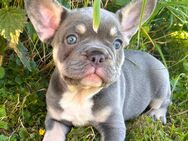 Little Boss, Französischer Bulldoggenrüde sucht seine Fsmilie - Mehren (Landkreis Altenkirchen (Westerwald))
