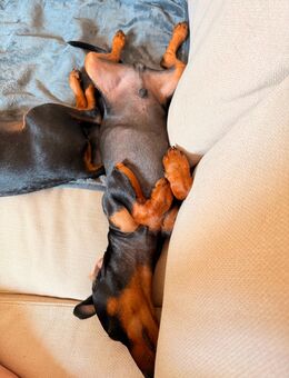 Zwergpinscher Brüder,6 Monate - Osterspai