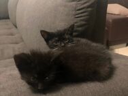 Babykatzen - Gelsenkirchen