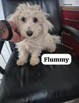 Flummy - Rassewelpe herzlos ausgesetzt - Berlin