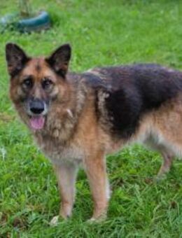 LOIC - Senior mit Schwung - Overath