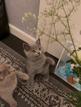 Kartäuser BKH mix kitten - Abgabebereit - Hamburg