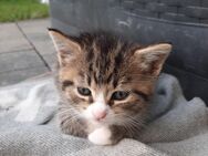 Katzenbabys Kitten suchen liebevolles Zuhause - Nümbrecht
