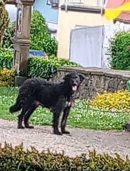 altdeutscher Hütehund - Werneck