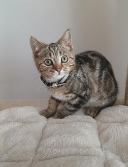 Reinrassige BKH Katerchen - Lauterbach (Hessen)