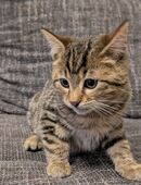 Bengal Mix Kätzchen in 47906