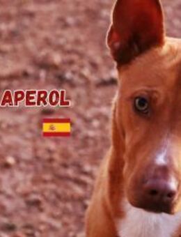 Aperol - Sozialer, freundlicher Kerl - Heppenheim (Bergstraße)