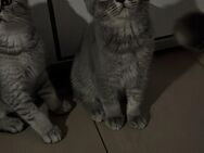 Bkh kitten - München Thalkirchen-Obersendling