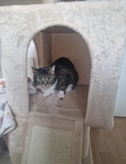 Hauskatze Wohnungskatze - Hamburg