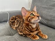 1 Kater noch frei - Vom Züchter - Papiere/Stammbaum - Köln