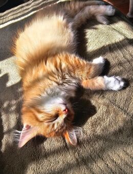 Super süße Maine Coons suchen ein Daheim 💫 - Kaltenengers