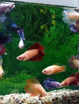 Kampffisch Weibchen Double tail mix - Hohenroth
