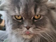 Verkaufe Perserkater - Weißenfels
