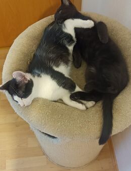 3 Maine Coon Mix Kitten suchen ein Zuhause - Katzhütte