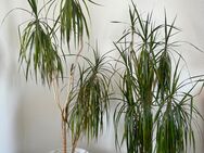 Palme Pflanze - Fulda