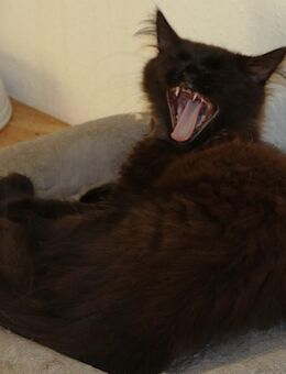 Maine Coon Kater such ein liebevolles Zuhause - Burgwedel