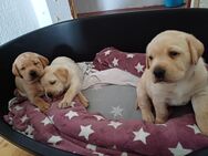 Labrador Welpen. BLOND 2 Rüden suchen ein neues Zuhause auf Lebenszeit - Castrop-Rauxel