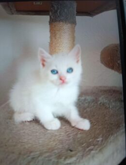 Siam Mischlinge kitten - Großalmerode Zentrum