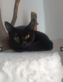 Reinrassige schwarze BKH in 58739