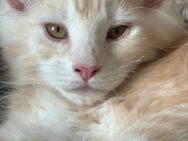 wunderschöner Meine Coon Kater Kitten sucht sein neues Zuhause - Mechernich