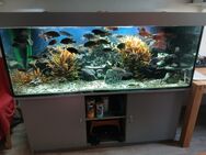 Aquarium 576 Liter - Baunatal
