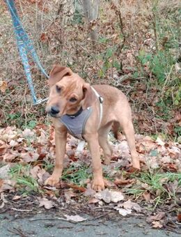 🐾 Kiara sucht ihr Für-immer-Zuhause! 🐾 - Bremen