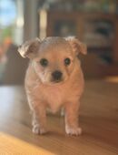 Reinrassig Langhaar Chihuahua Rüde in 56729