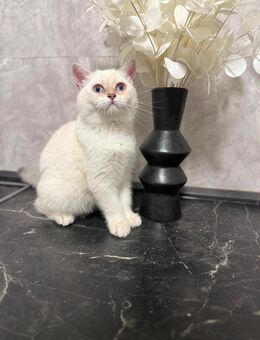 Wunderschöne Bkh Blue Point Kitten Weibchen Abgabebereit! - Braunschweig