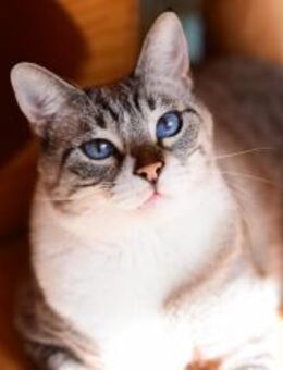 FiV + Siam Mix Rosy aus dem Tierschutz - Grevenbroich