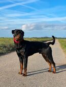 Rottweiler in 52074