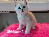 BKH reinrassige Kitten - Bad Oldesloe