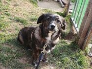 AYA ist freundlich und verspielt 🐾♥️ - München