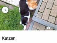 Katzen - Selke-Aue