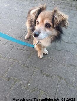 Cliff sucht Liebe und Geborgenheit - Berlin