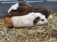 Zwei Meerschweinchen - Warmsen