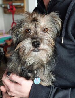 Finchen, eine sanfte, zarte Seele sucht - Köln