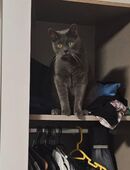 Kater sucht für immer Zuhause in 83661