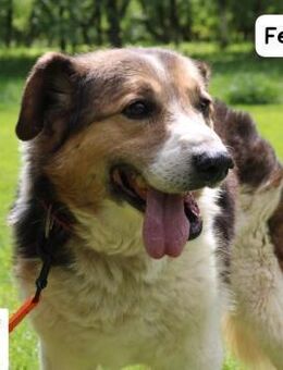 Felix Der letzte Lebensabschnitt ... - Kissing