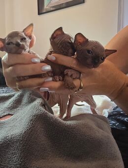 Shpinx Kitten - Plattling