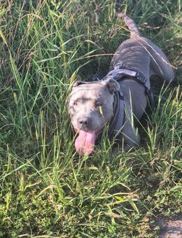 Mischling Lucky sucht neues Zuhause - Friesoythe