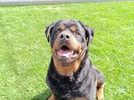 Rottweiler hunde - Frankfurt (Main)