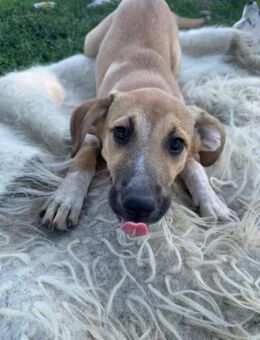 Junghündin Lunasucht ihr Glück - Rambin