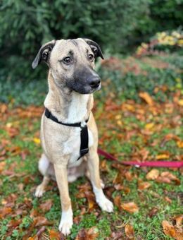 Liam ein Herz auf 4 Pfoten sucht Zuhause - Großefehn