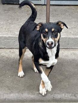 BABER WURDE EINFACH ABGEGEBEN - Nörten-Hardenberg