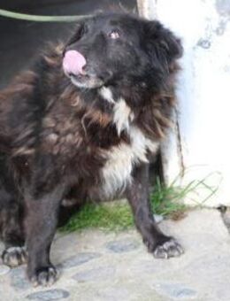 Dano - sehr verschmust u. liebenswert - Lohra