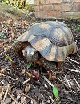 11Jahre alte Breitrandschildkröte abzugeben - Cremlingen