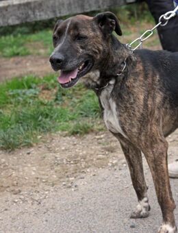 Fero - ein echter Notfall sucht Zuhause - Marktleugast