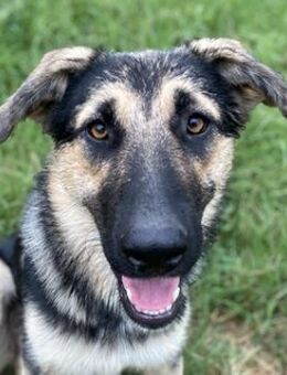 Minu, geb. ca. 09/2022, Griechenland - Markdorf