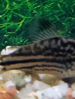 Panzerwels Nanus - Hohenroth