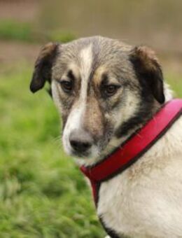 Wer schenkt Liam ein eigenes Zuhause? - München